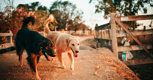 3 Tips to Keep Your Animals Safe