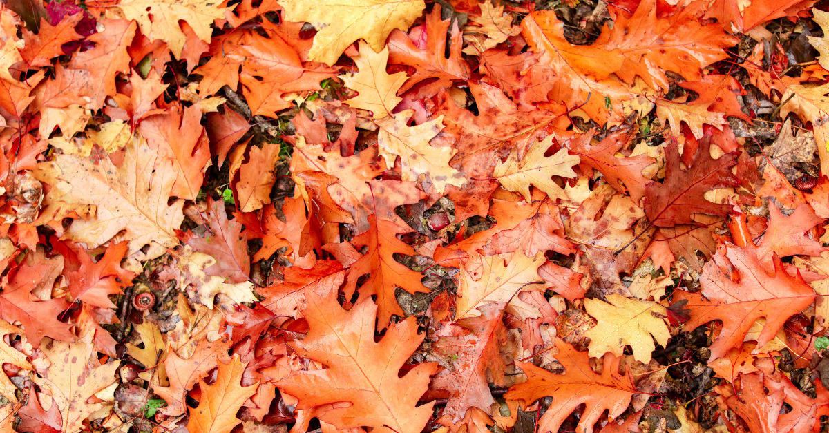 What Should You Do With Fallen Leaves?
