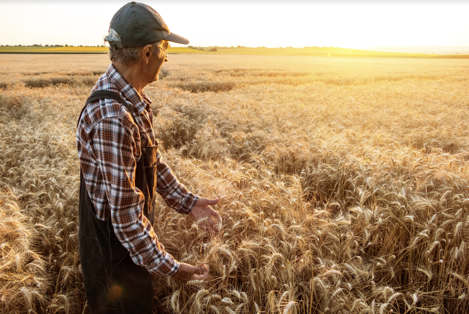 Maximize Your Return with the Right Type of Crop Insurance