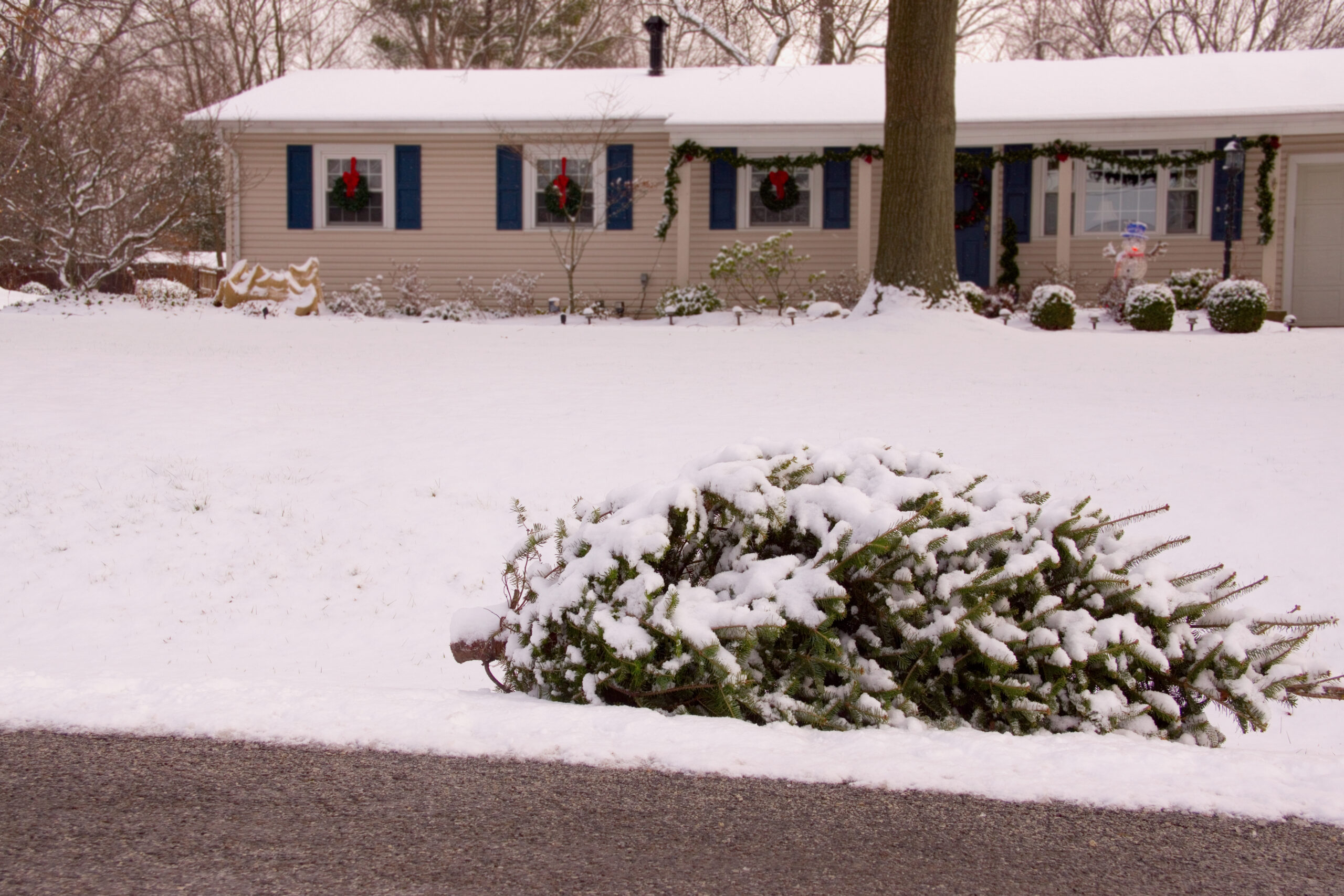 How to Safely Dispose of Your Live Christmas Tree