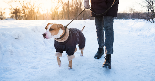 5 Tips to Keep Your Pets Safe During Winter